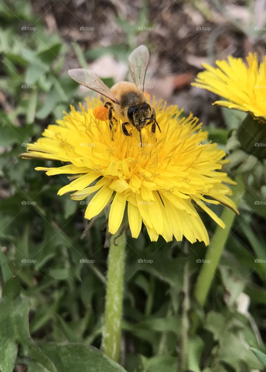 Little bee working hard. 