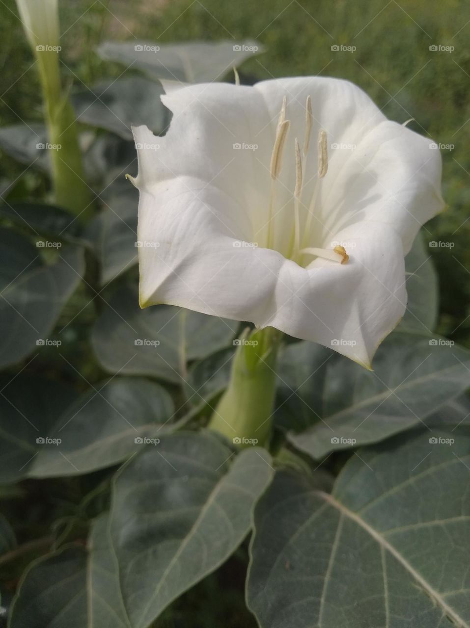 the datura flower seasonal fresh shurb small size looks very beautiful generally found everywhere very poisonous species