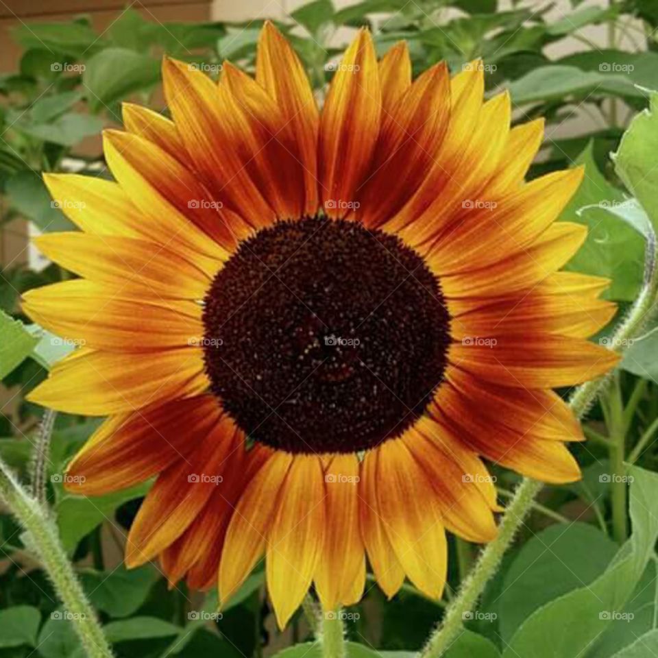 Sunflower. Life can thrive even in a parking lot