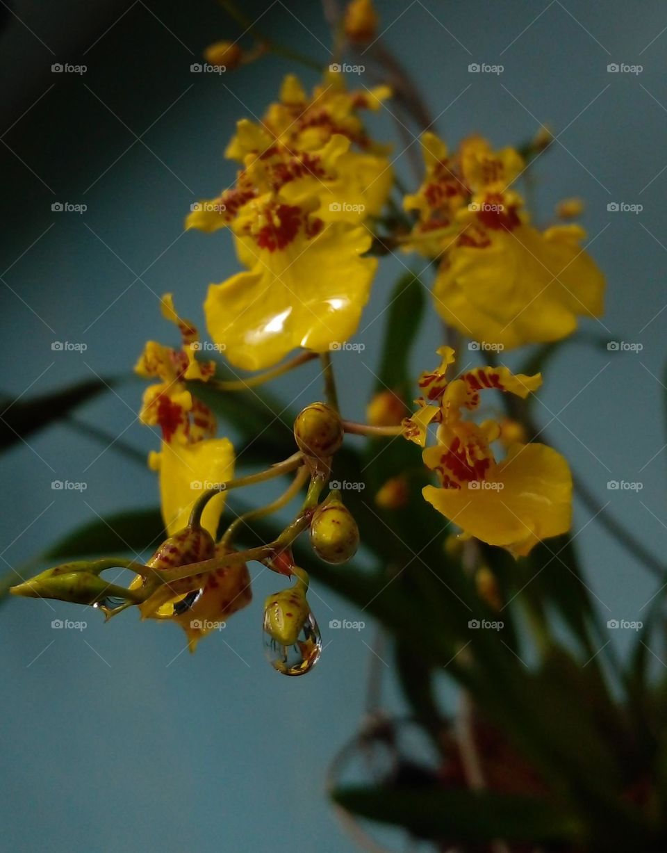 naturelove, yellow flowers, yellow lover, beautiful flowers