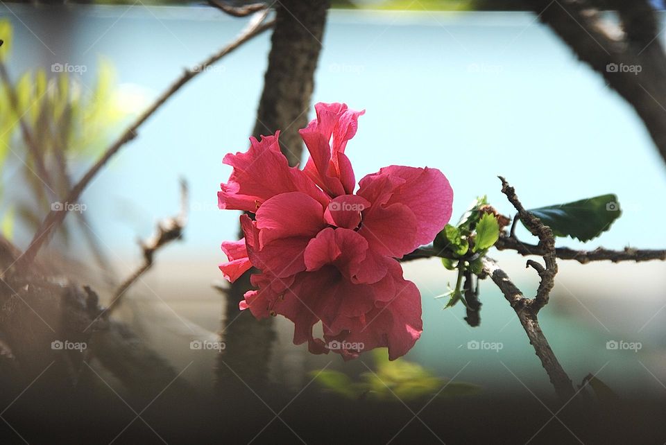 Cute Cayennes are everywhere!! ✨