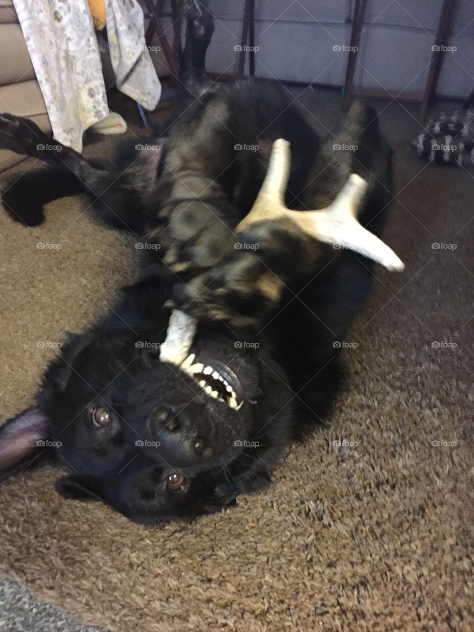 Upside down bone chewer. 