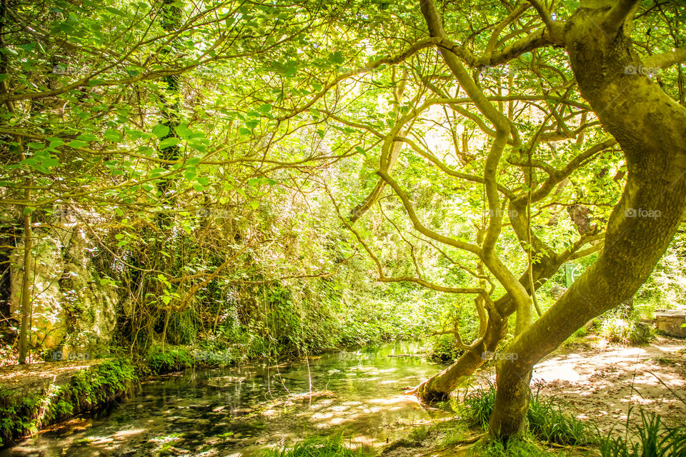 Nature, Wood, Leaf, Tree, Landscape