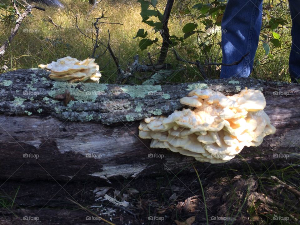 More fungus 