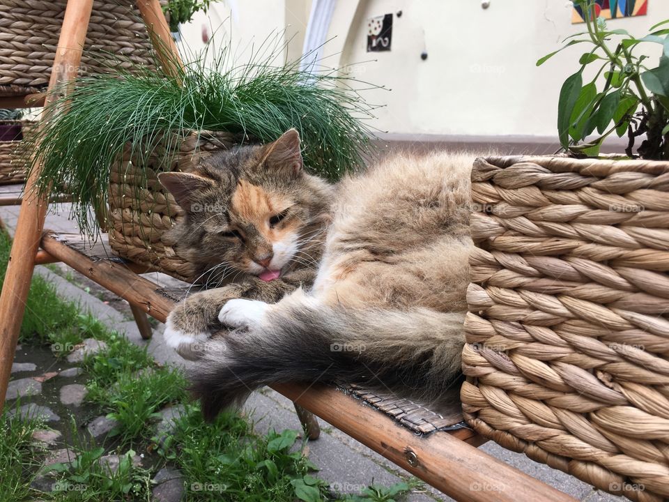 Nature, Basket, Cute, No Person, Little