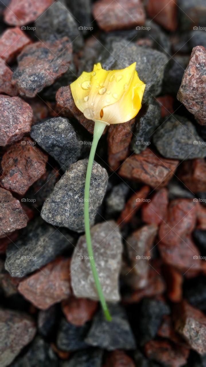 a flower on the stones