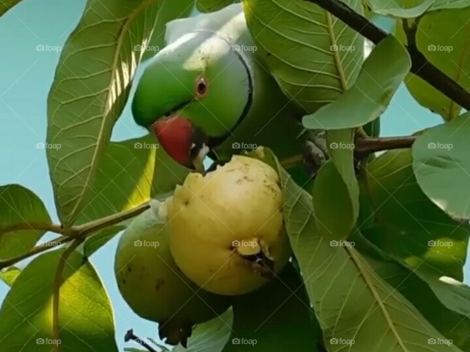 Beautiful  Indian  Parrot.He  is  eating  Yellow  colour  Guvava  fruit.