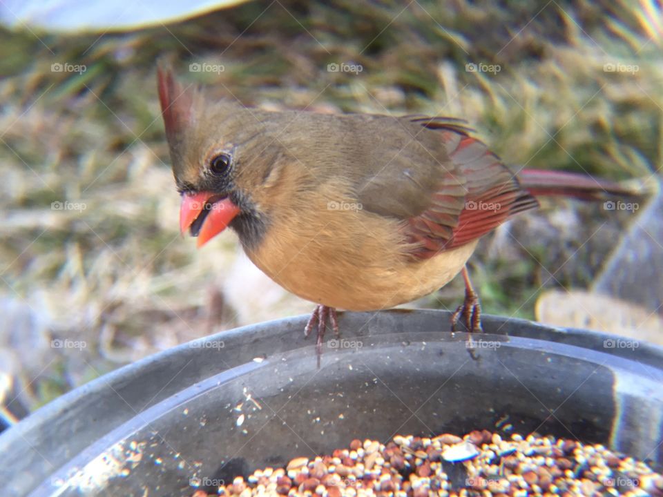 Female Cardinal 