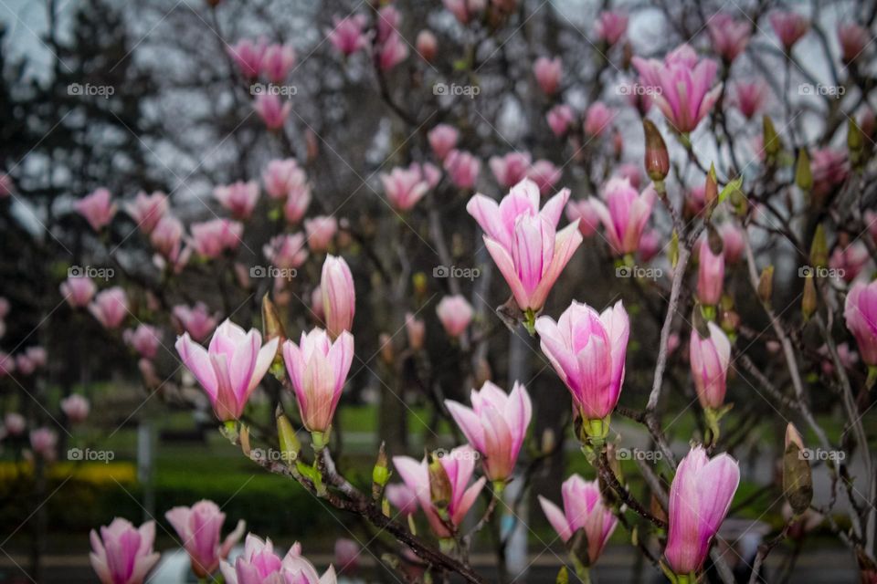 Magnolia tree at blooming