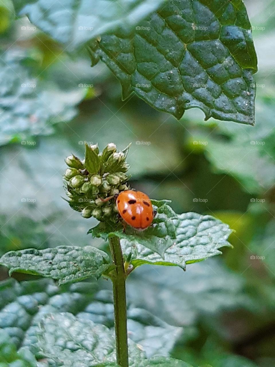 Ladybug is a cute and amazing insect.