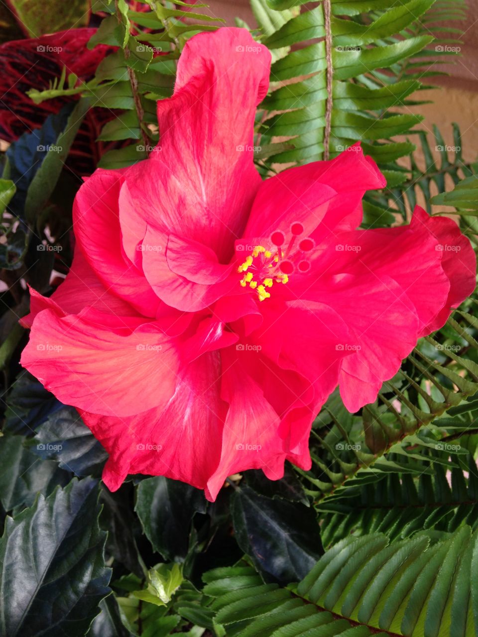 House plants in pots