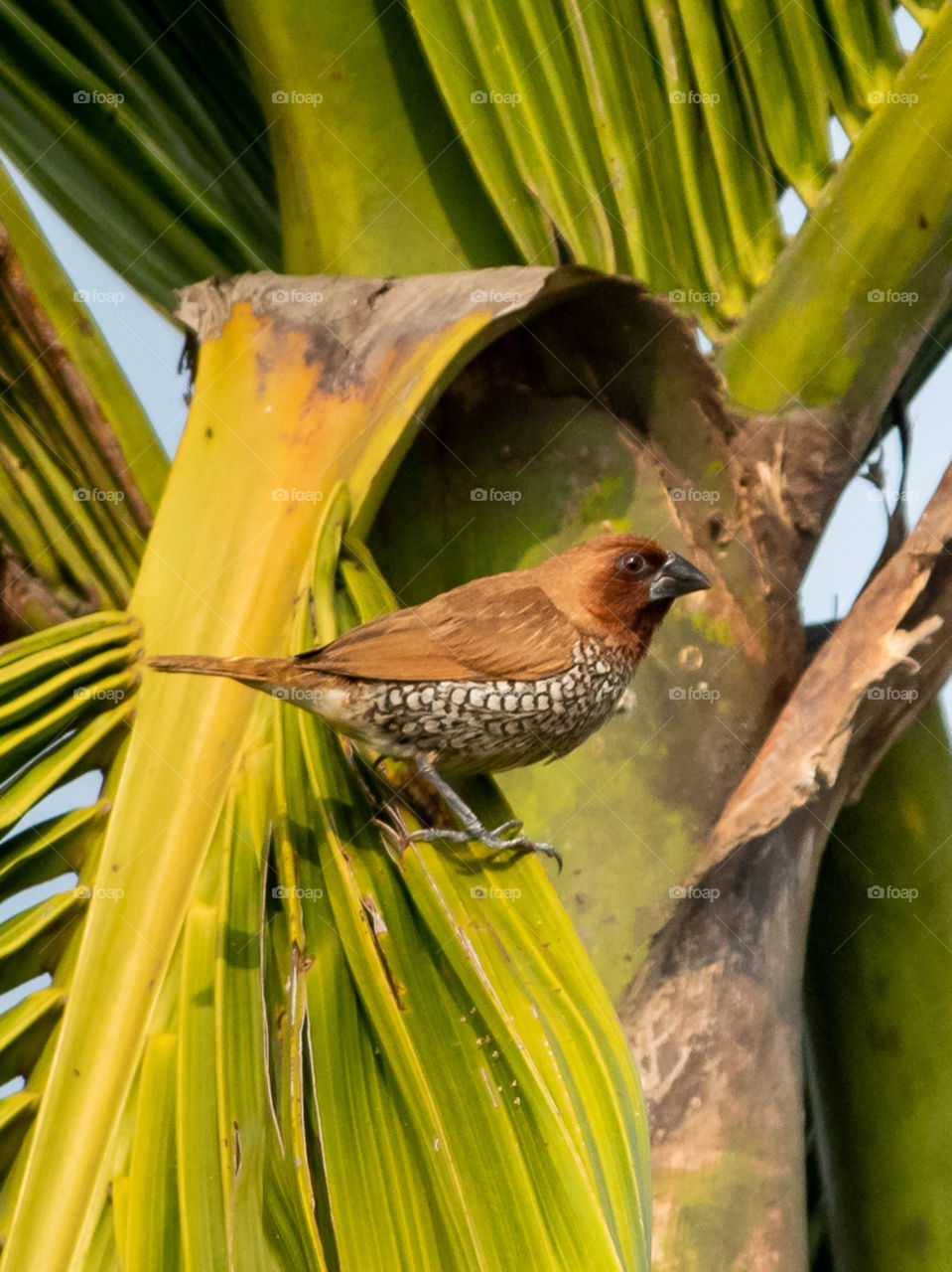 Scaly-breasted Munia