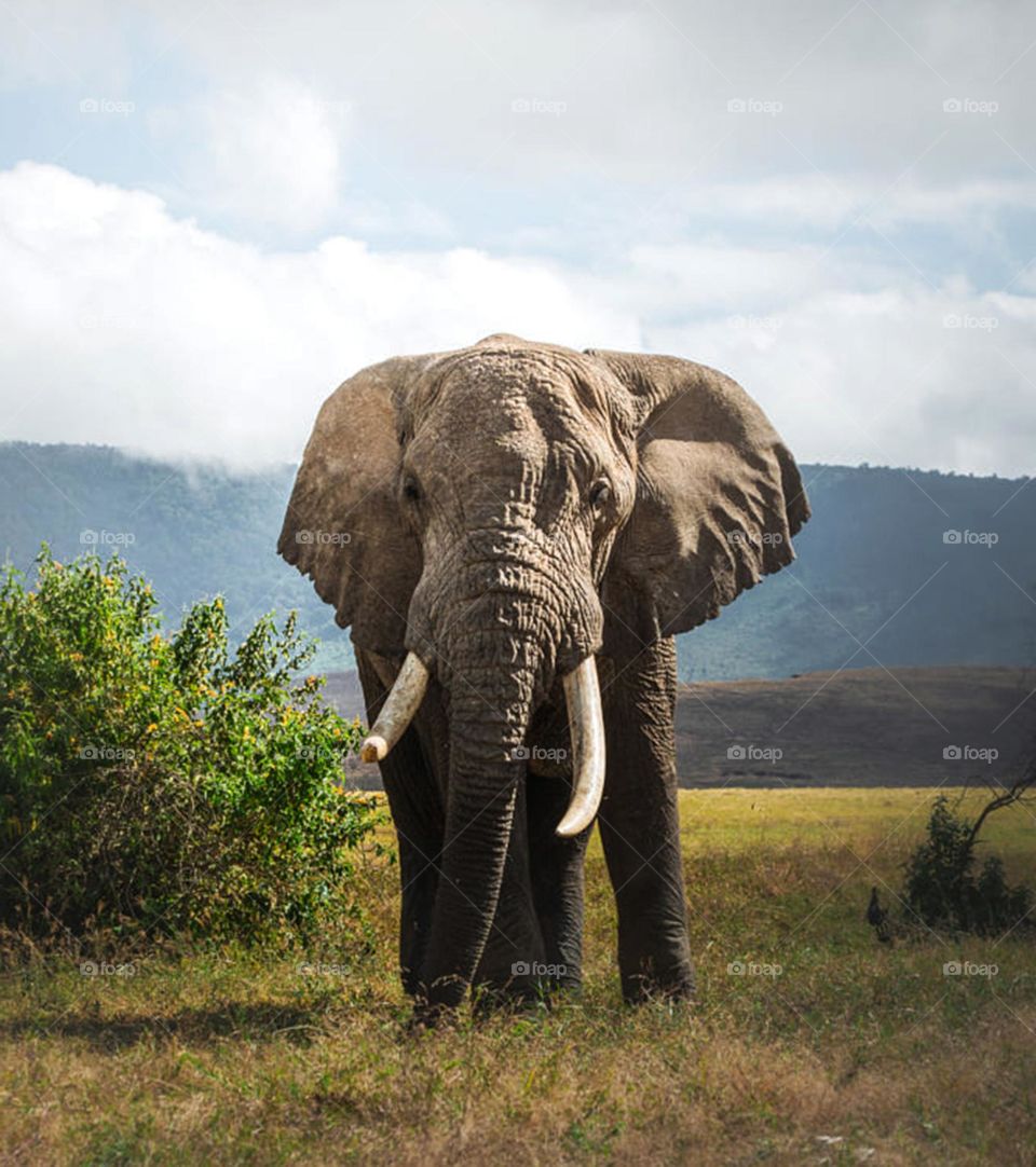 Ngorongoro Crater, Tanzania, wildlife, pictures