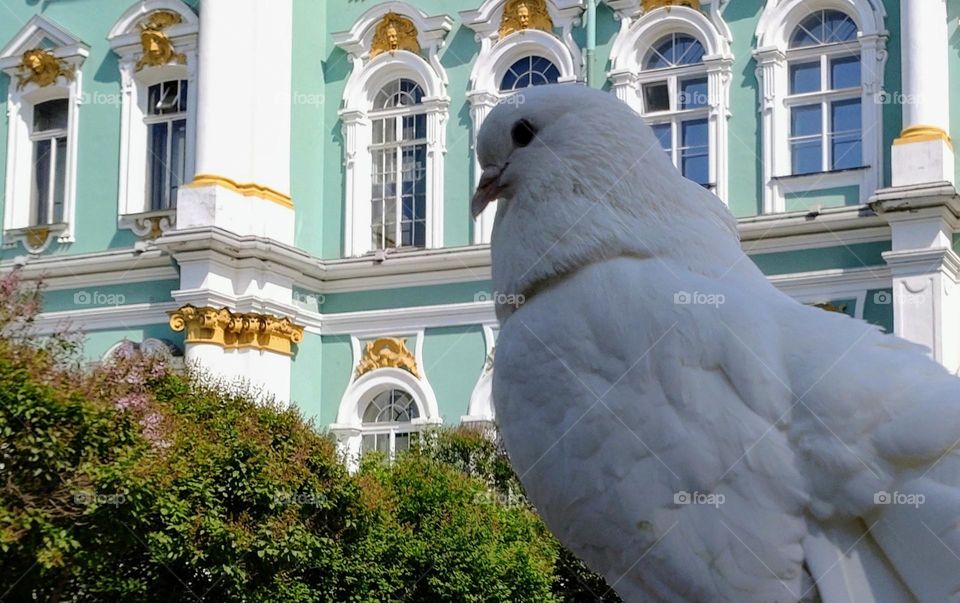 Wildlife in the City 🕊️🤍 Pigeon 🕊️🤍 Urban 🕊️🤍 Building🕊️🤍