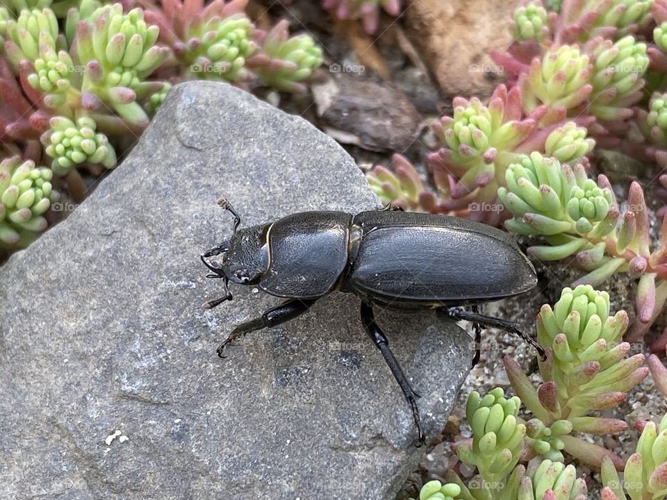 Beetle 