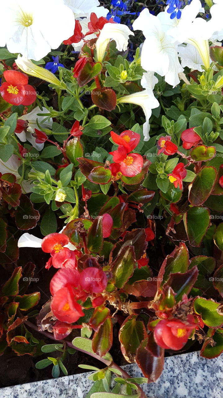 bright red and white flowers