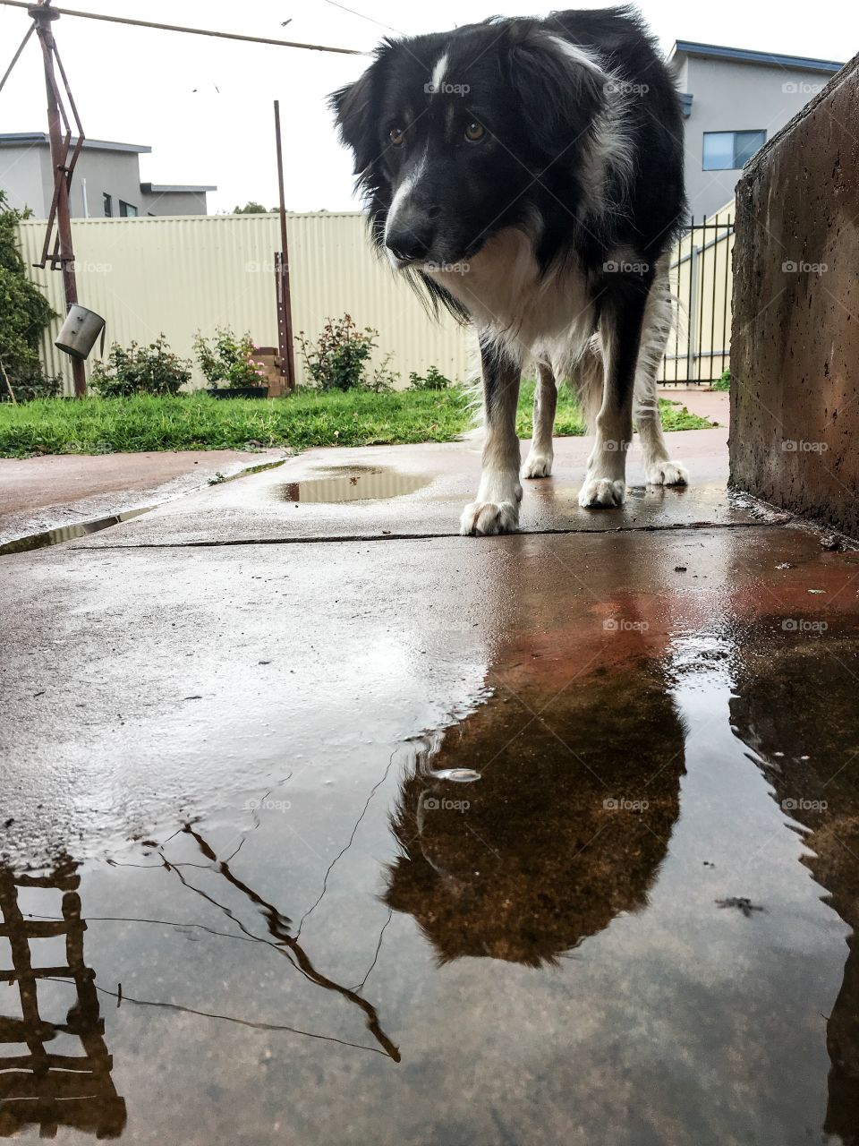 Border collie sheepdog seeing his reflection in puddle of rainwater curious wet