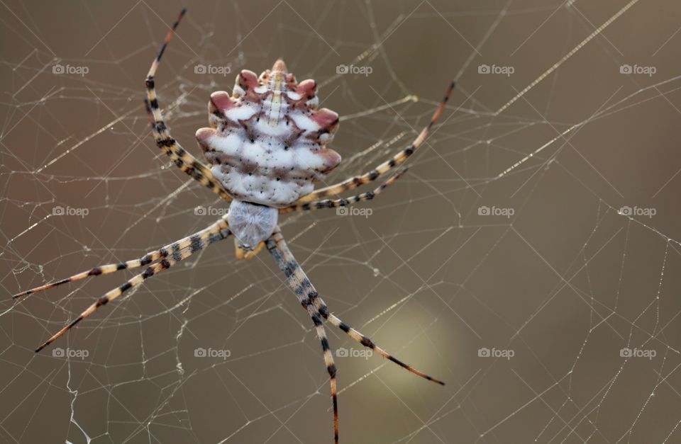 Spider on spider web