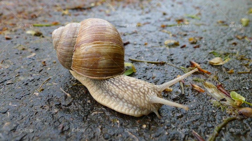 Snail After Rain 