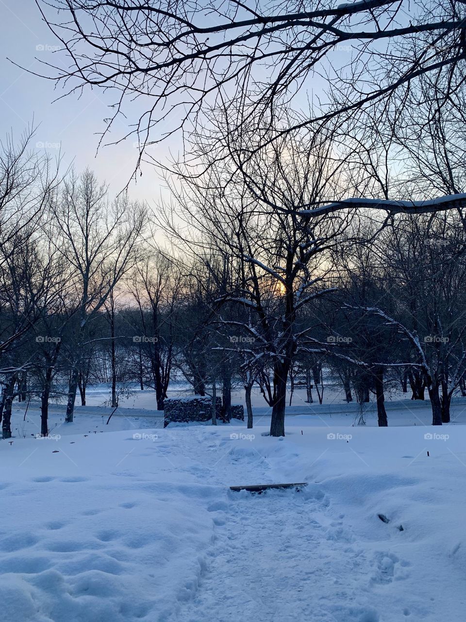 Winter Forest covered with snow 
