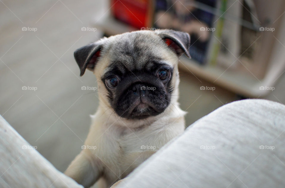 Portrait of dog