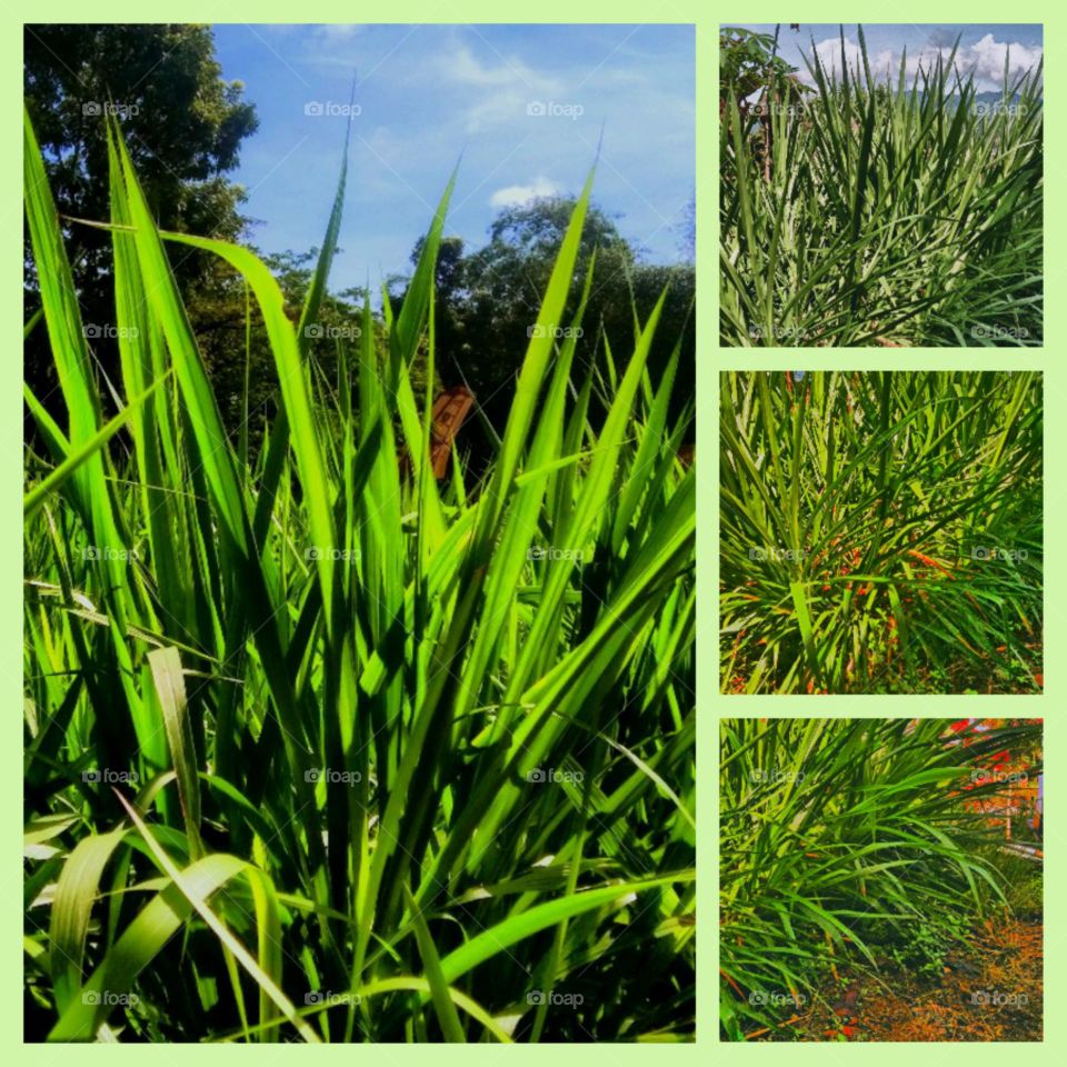 Grass-Pennisetum purpureum or Napier grass ; Captured on March 21st, 2023 - Rantepao, north Toraja regency, Indonesia.