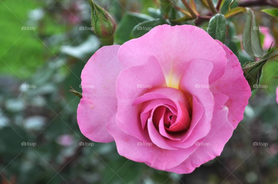 nature pink plant rose by micheled312