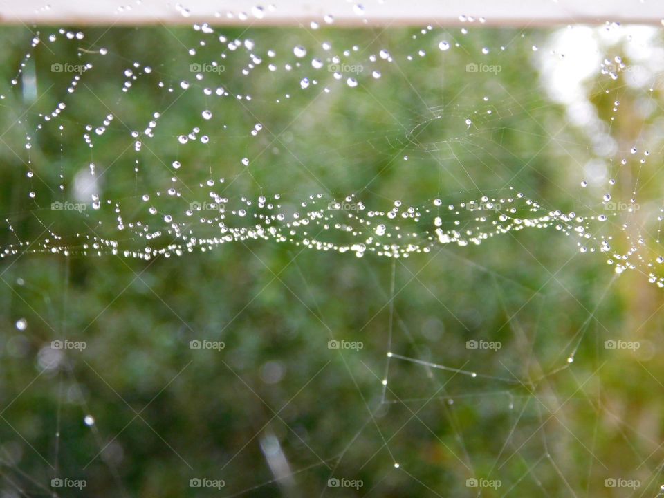 Liquids are cool - A closeup of beautiful dewdrops on a symmetrical spider web - like freshly cut diamonds