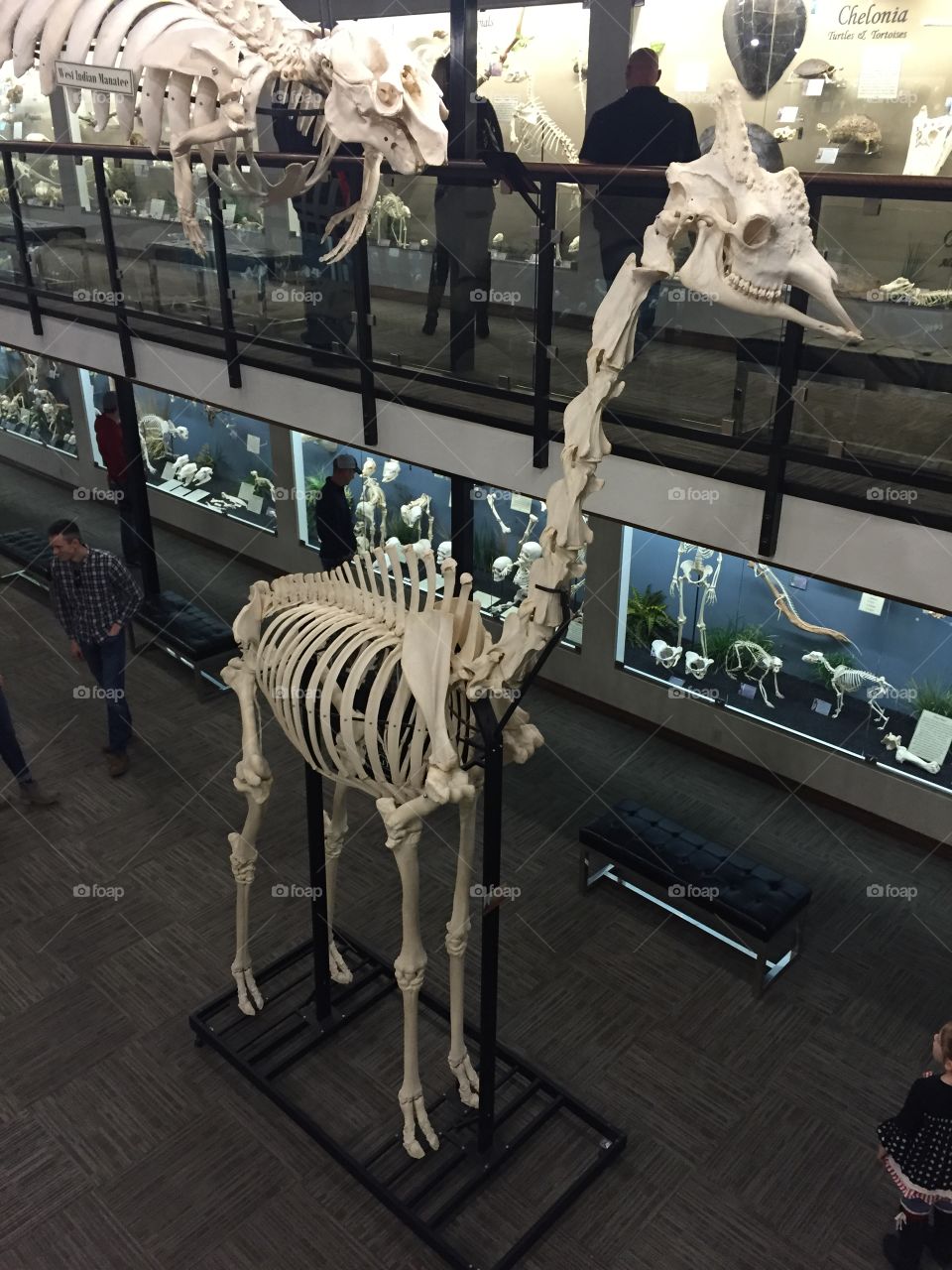 Giraffe Skeleton 