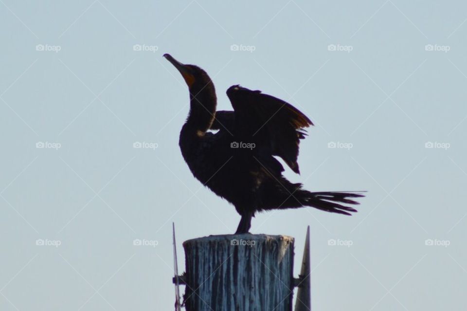 Silhouette of bird on pole in Fort Myers Beach Florida