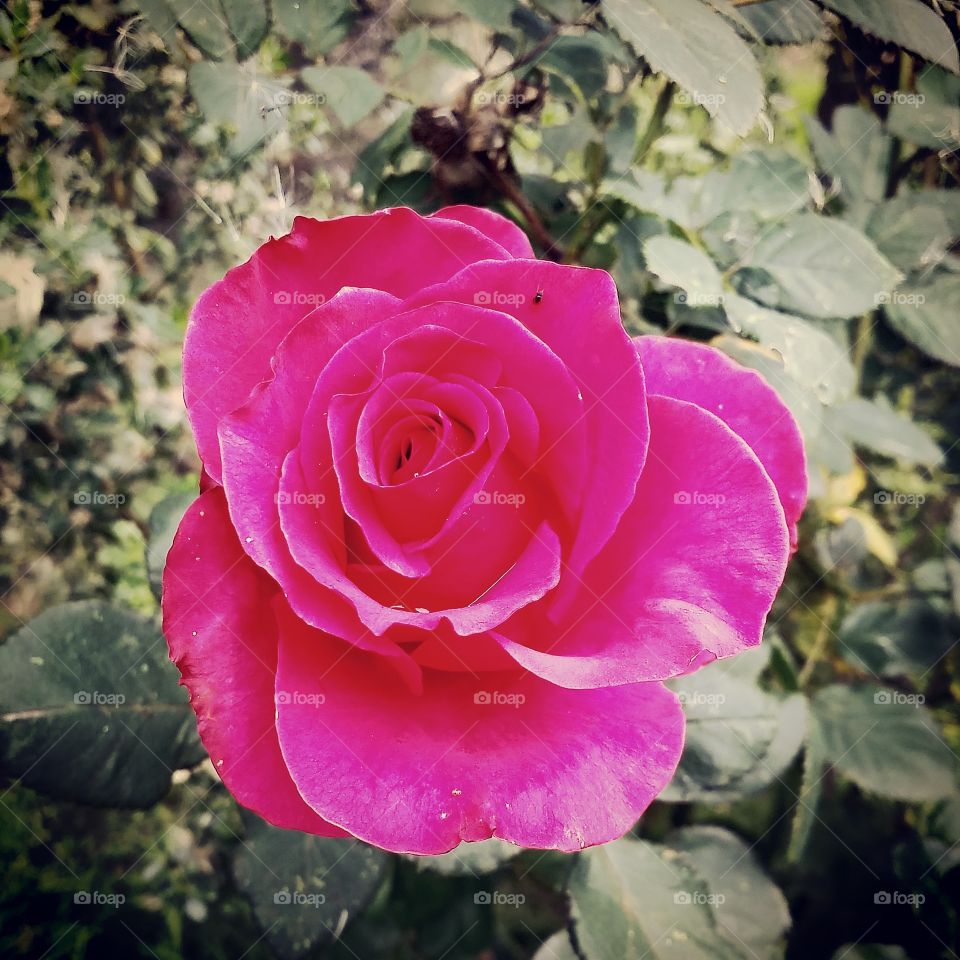 Rose, Flower, Petal, Floral, Love