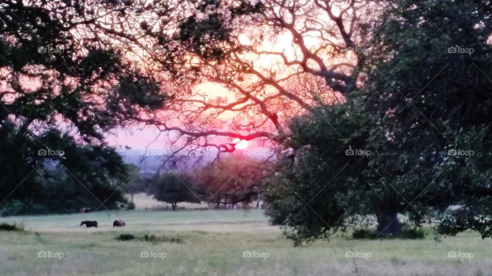 Sunset on the farm 