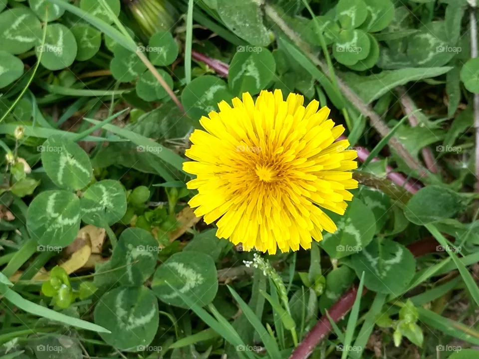 Dandelion