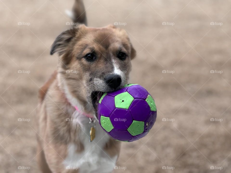 Foster dog named Cheese 