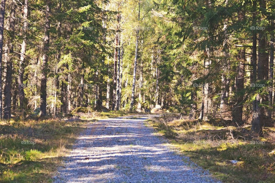 Small road in the forest