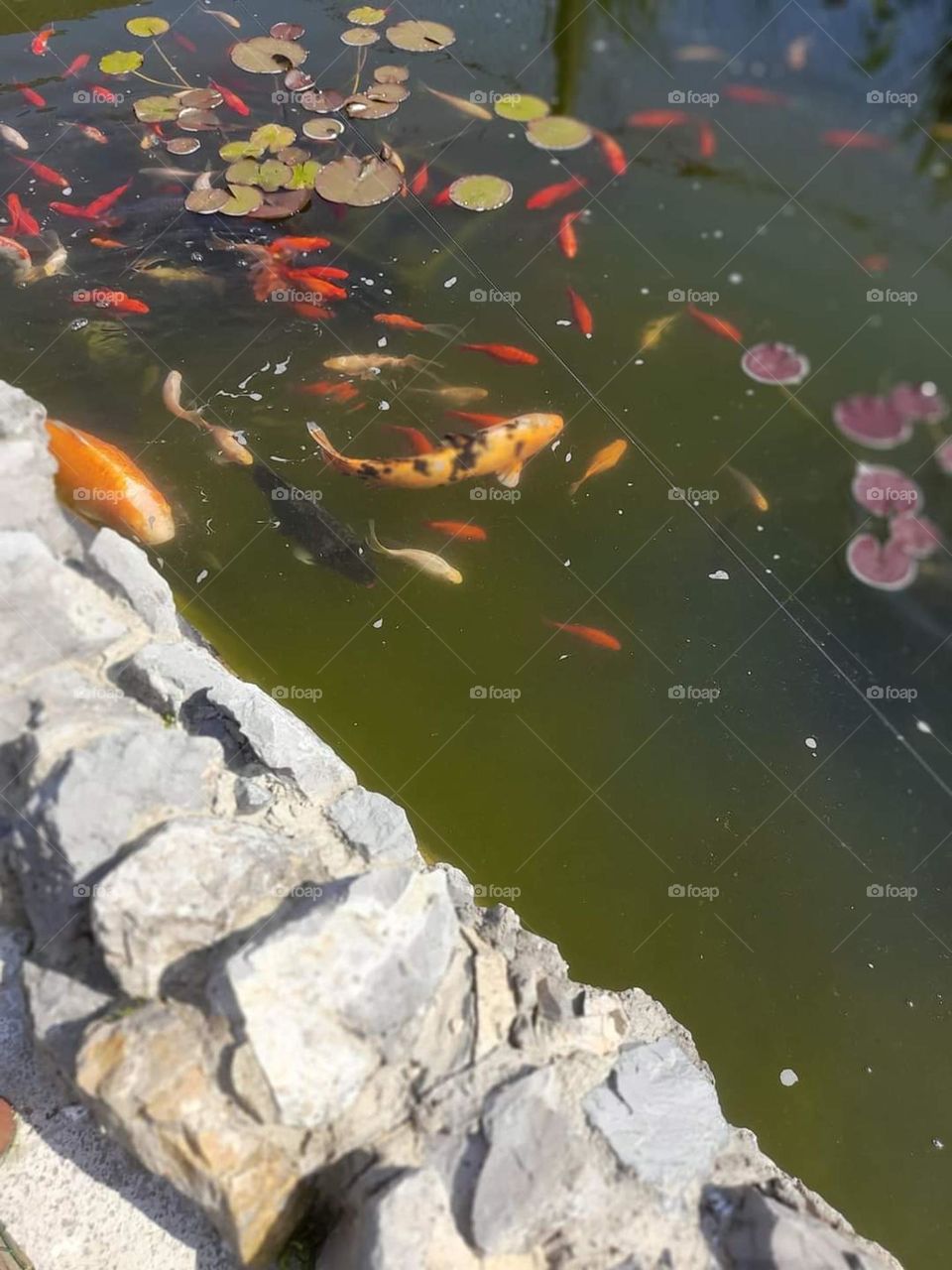 My little pond