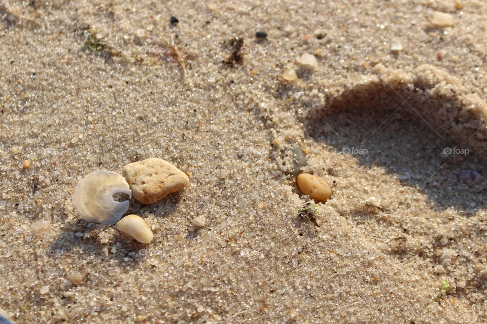 Sand and Shells