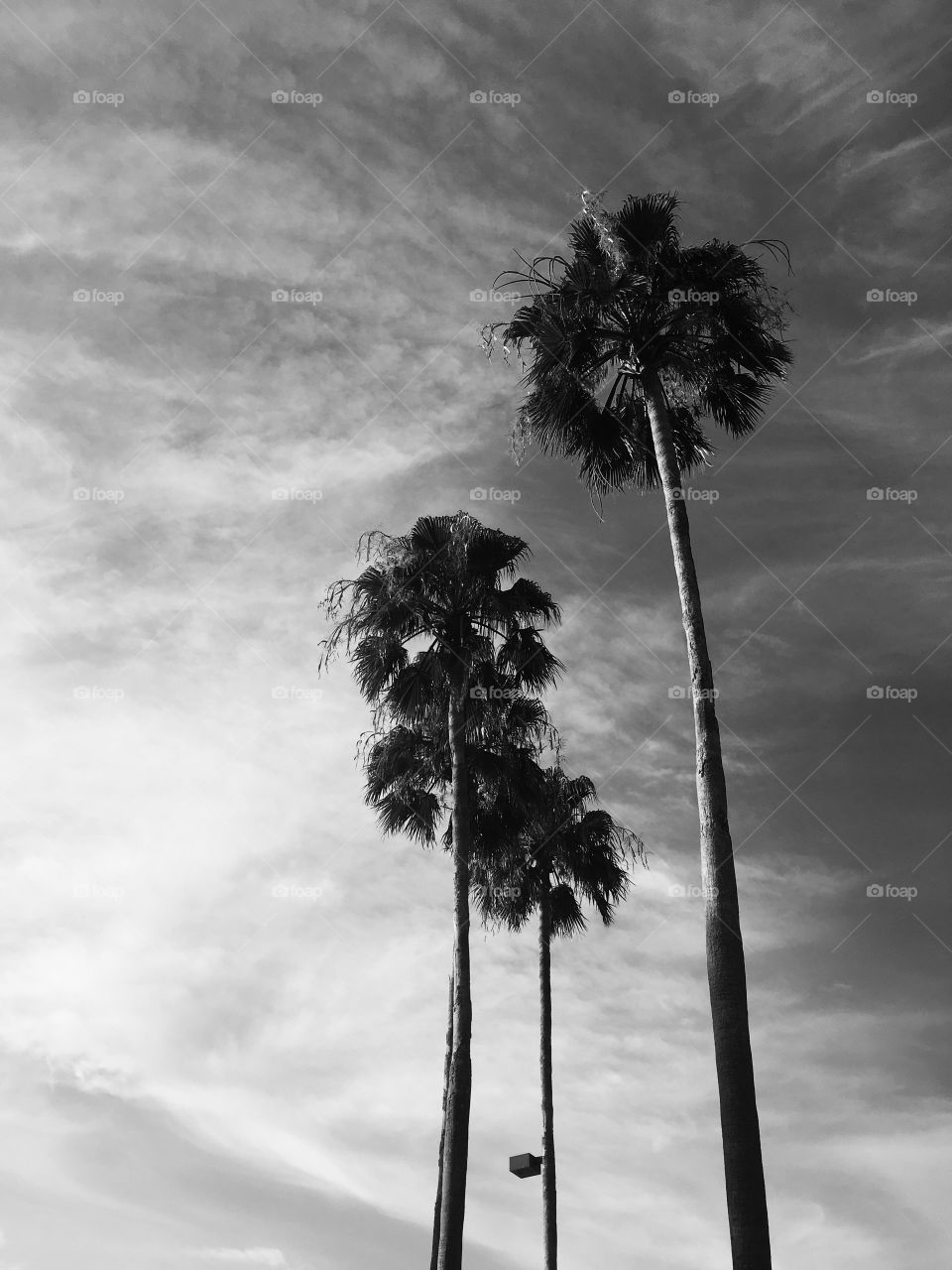 Black and white palm trees 
