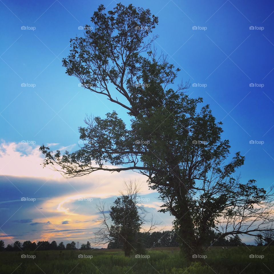 Trees and clouds