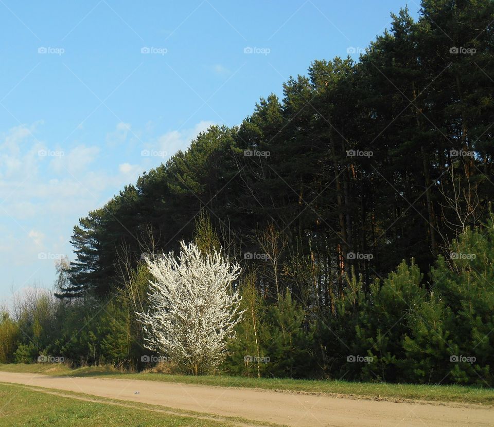 No Person, Tree, Landscape, Nature, Wood