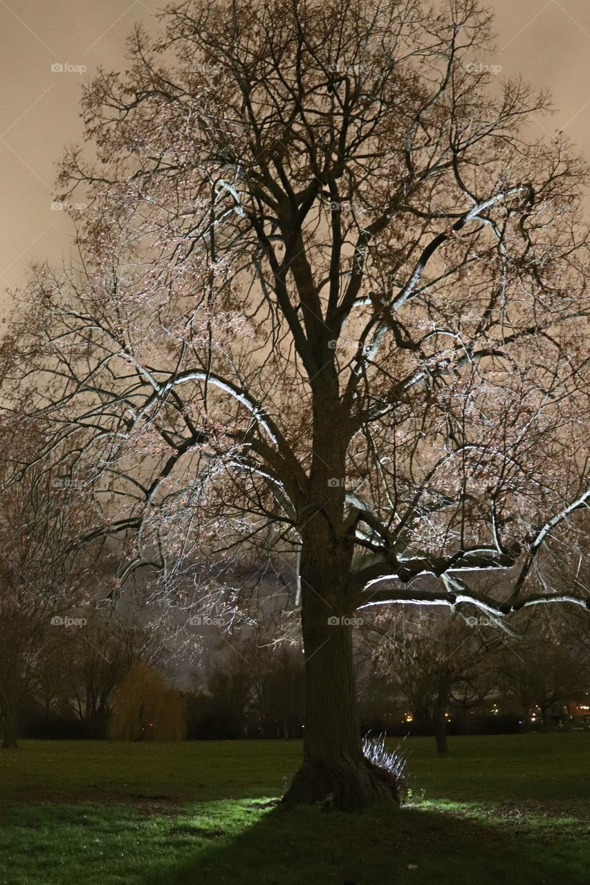 the illuminated tree