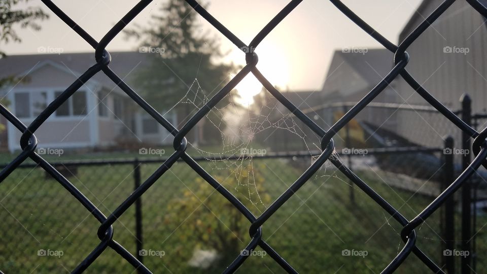 Fence, Wire, Cage, Connect, Web