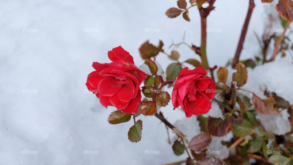 Red is the symbol of love. Valentine's Day