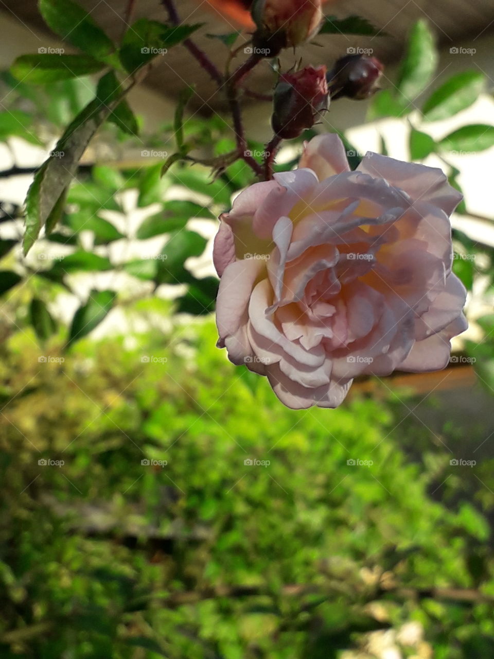 peach coloured  flower of climbing rose in afternoon sun and shades