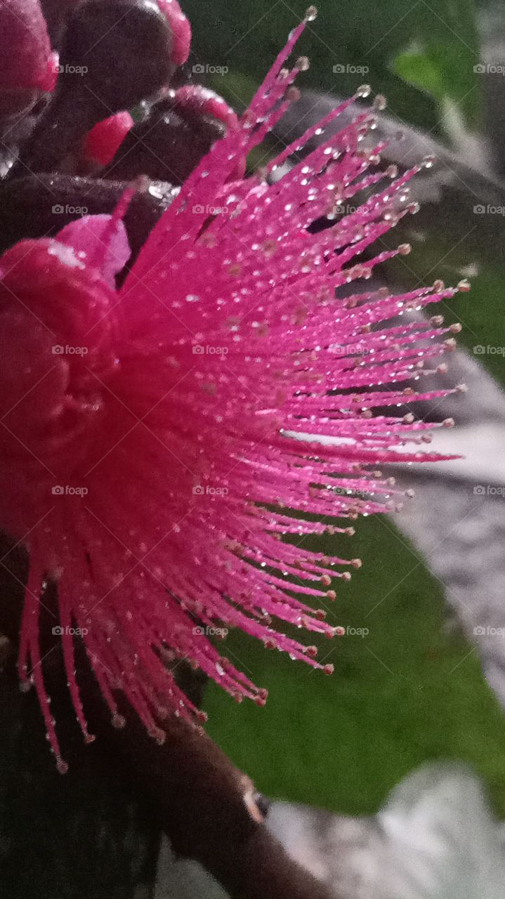 flower of pink