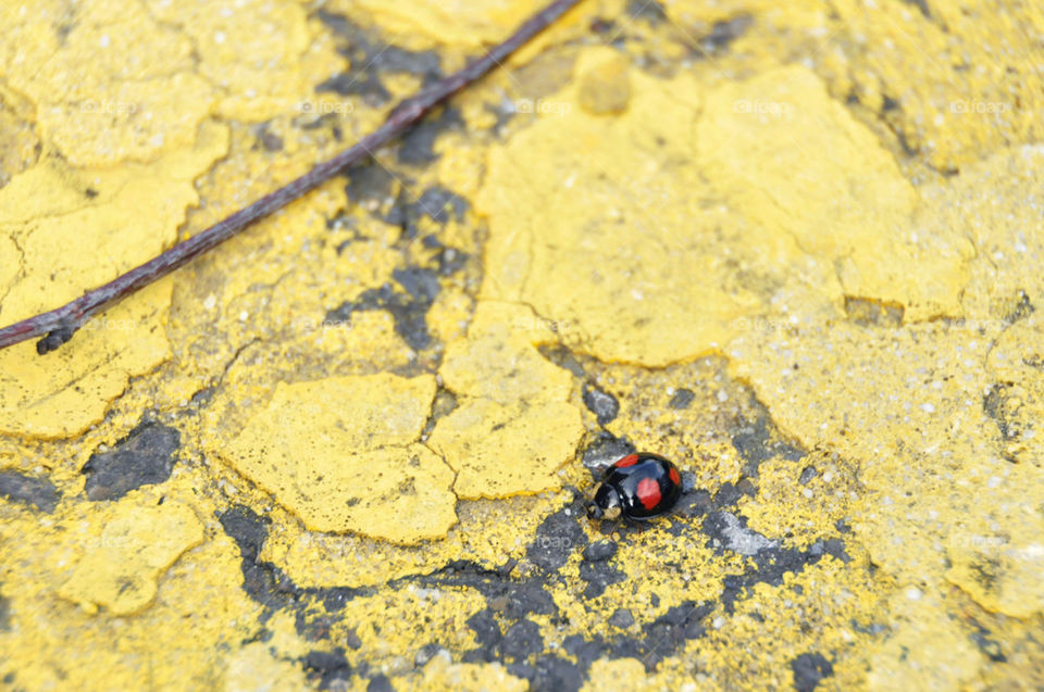 Concrete Colours Of The Spring Ladybug