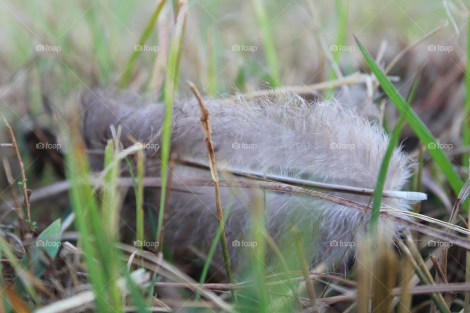 feather in grass