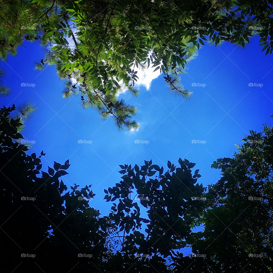 🇺🇸 The sky and trees combined to form a heart!  What a beautiful image (Serra do Japi, city of Jundiaí, Brazil).  / 🇧🇷 O céu e as árvores combinaram de formar um coração! Que linda imagem (Serra do Japi, cidade de Jundiaí, Brasil).