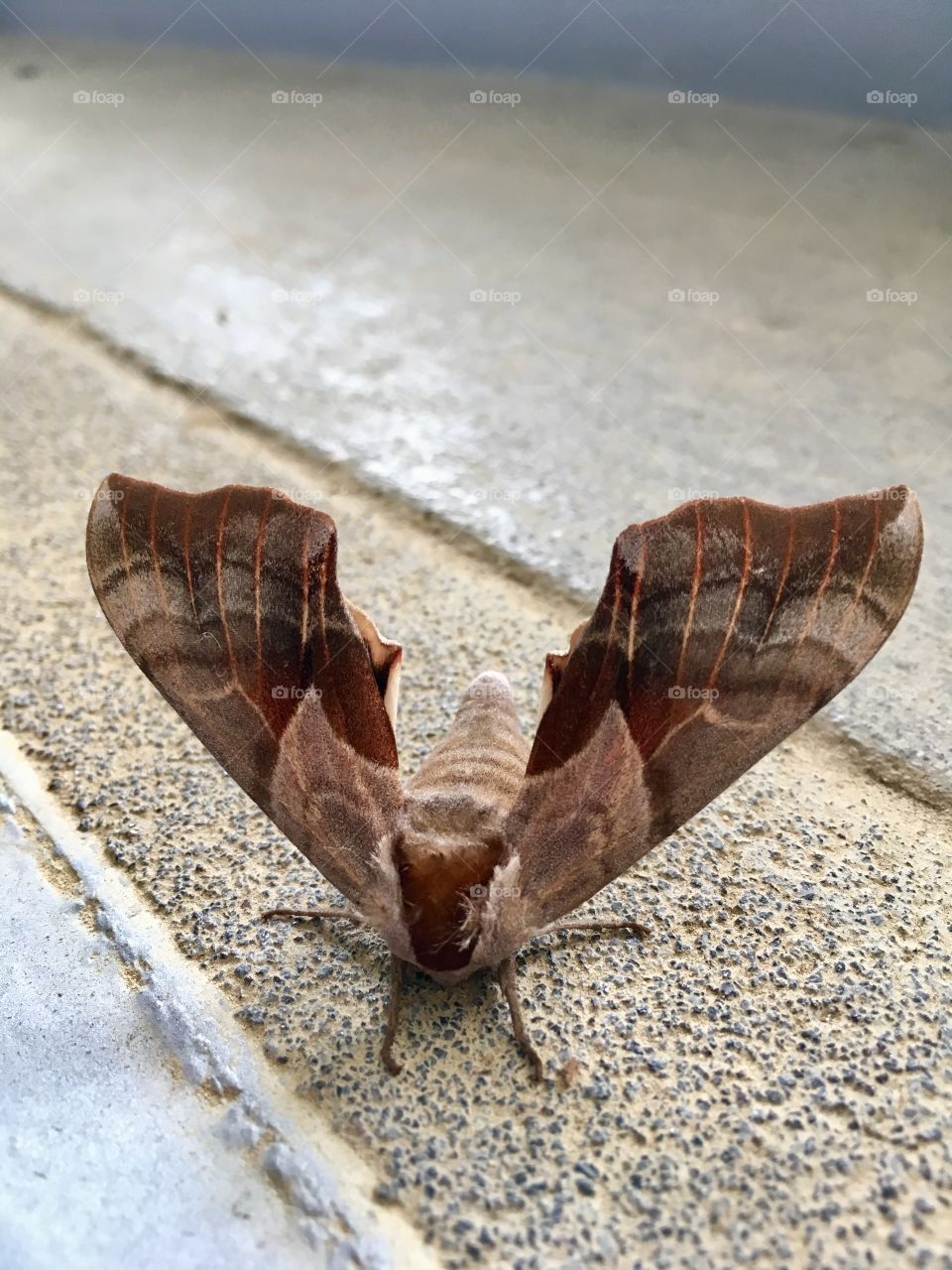 California Sphinx Moth