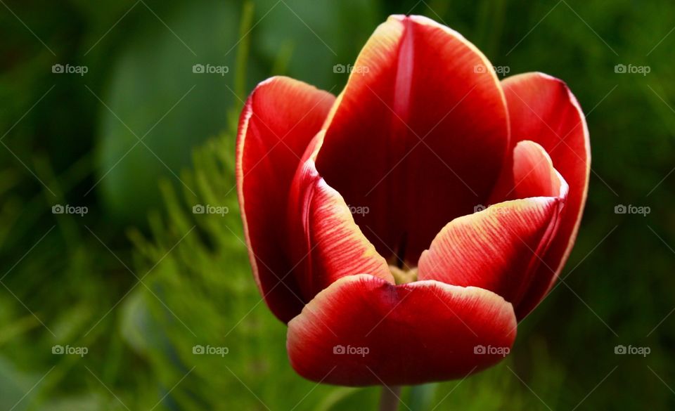 Beautiful single red tulips 